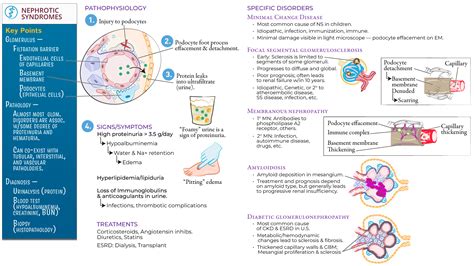 nephritic syndrome usmle.